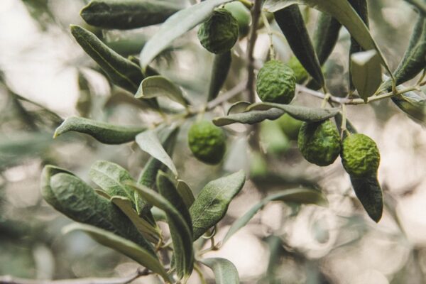 Photo olive color