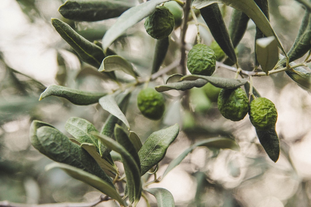 Photo olive color